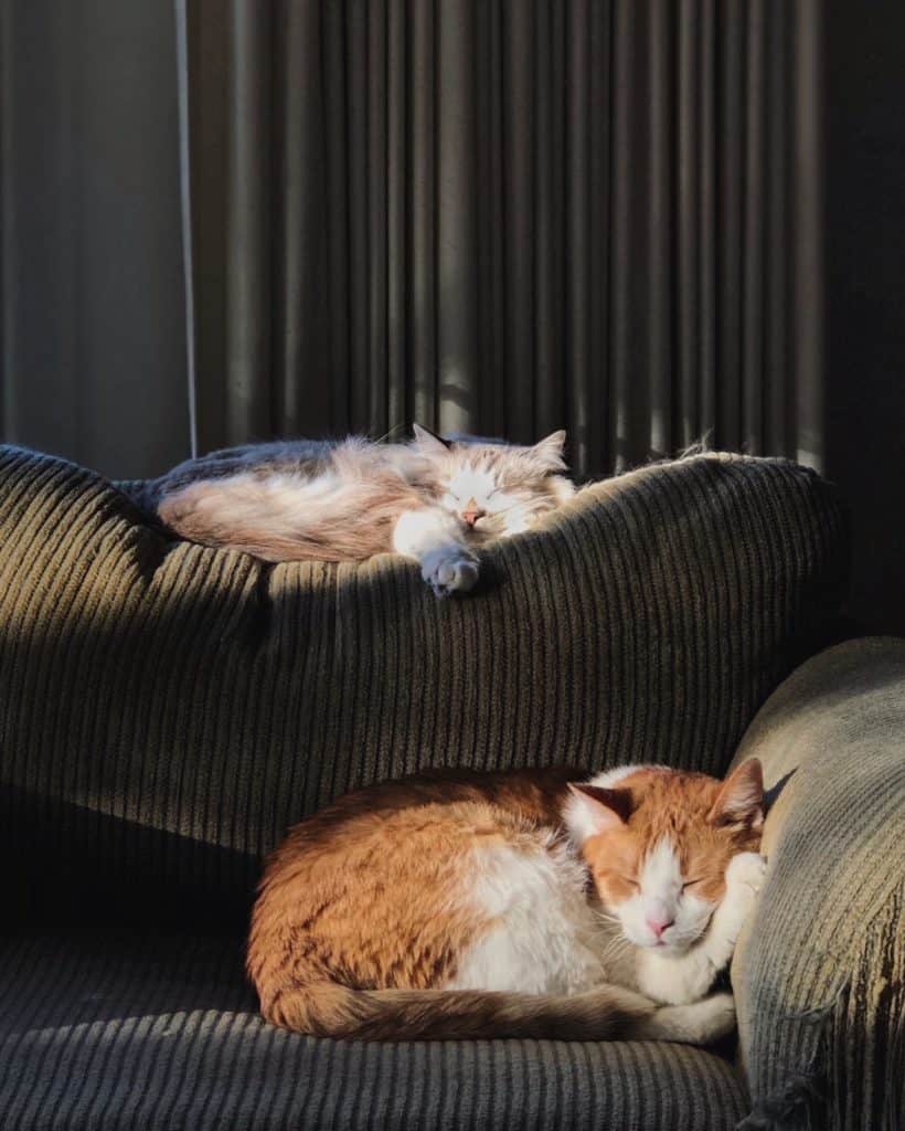 un par de gatos dormidos en el sofá